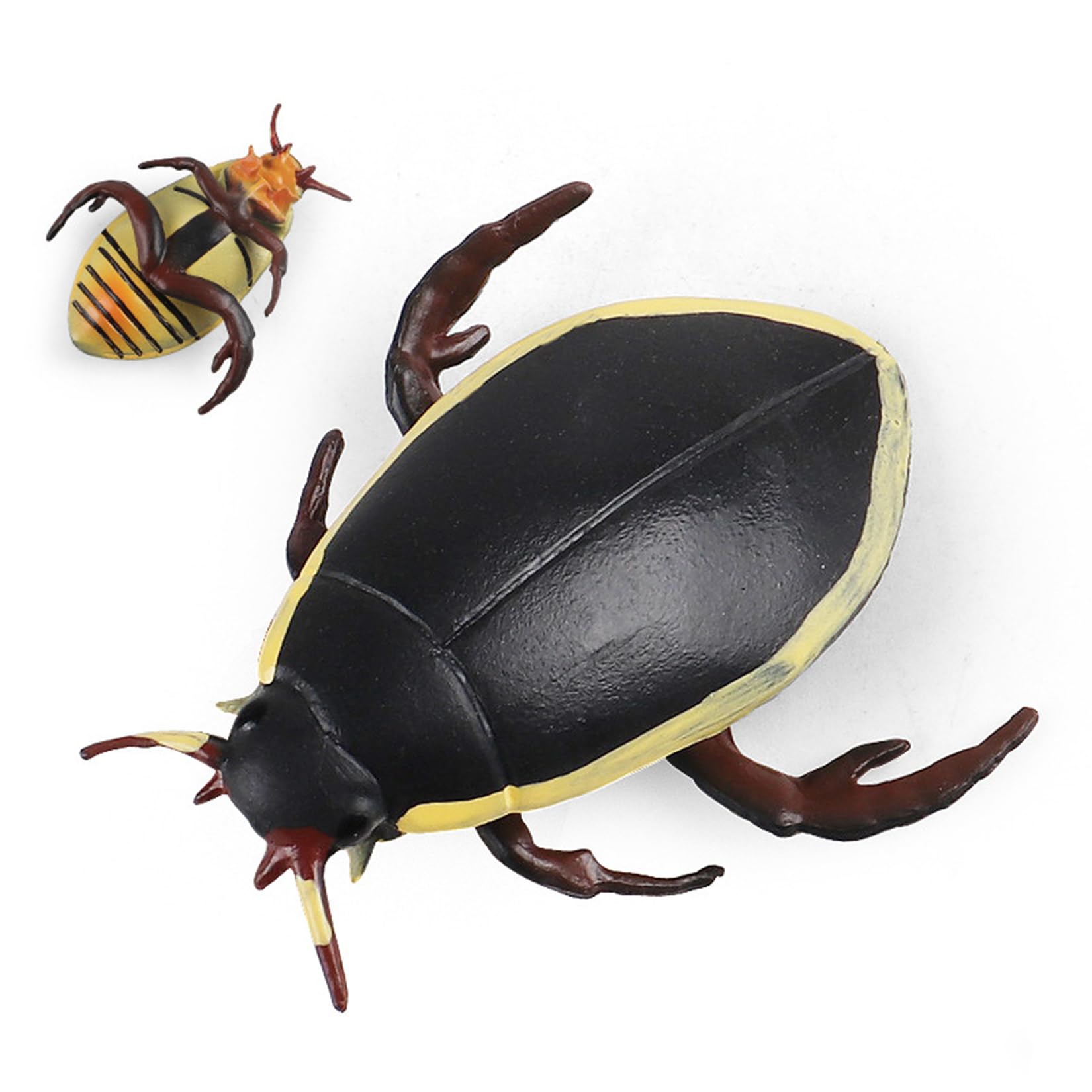 アキ様専用ゲンゴロウ6点セット昆虫標本